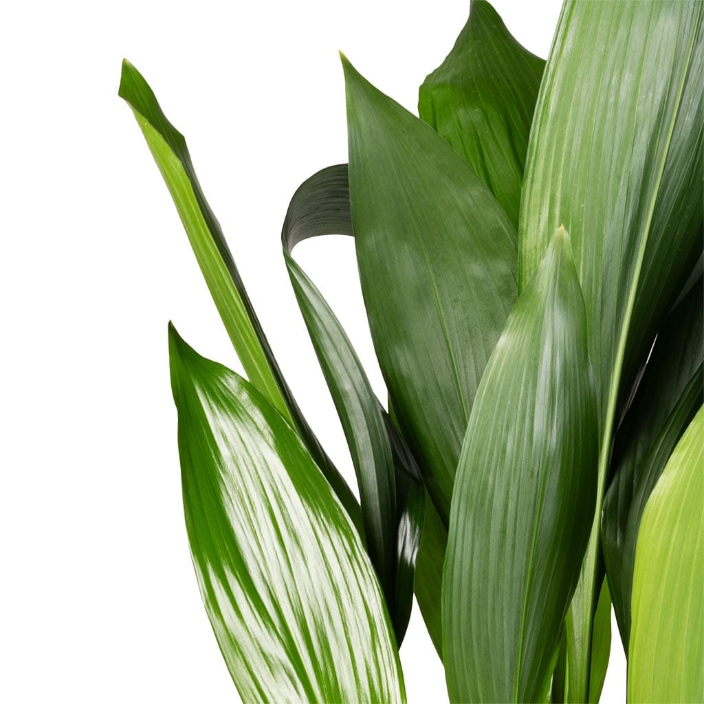 Aspidistra