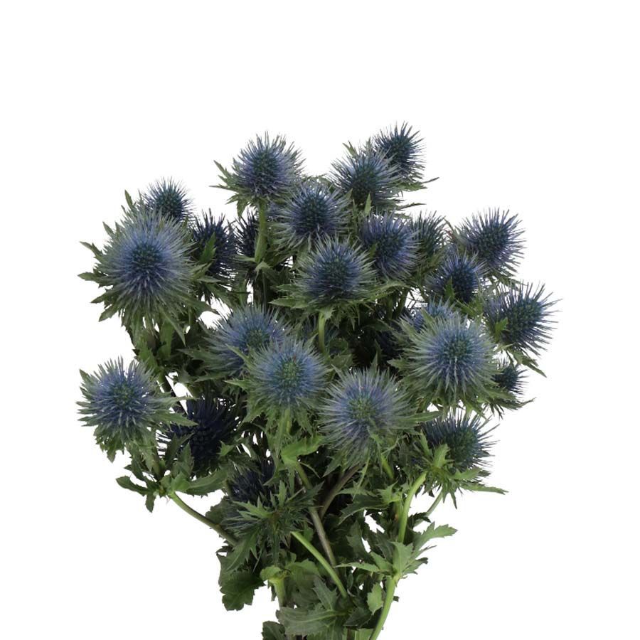 Sea Holly / Eryngium