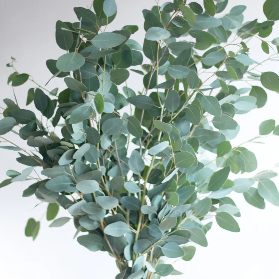 Eucalyptus / Penny gum