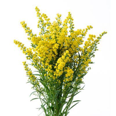 Goldenrod