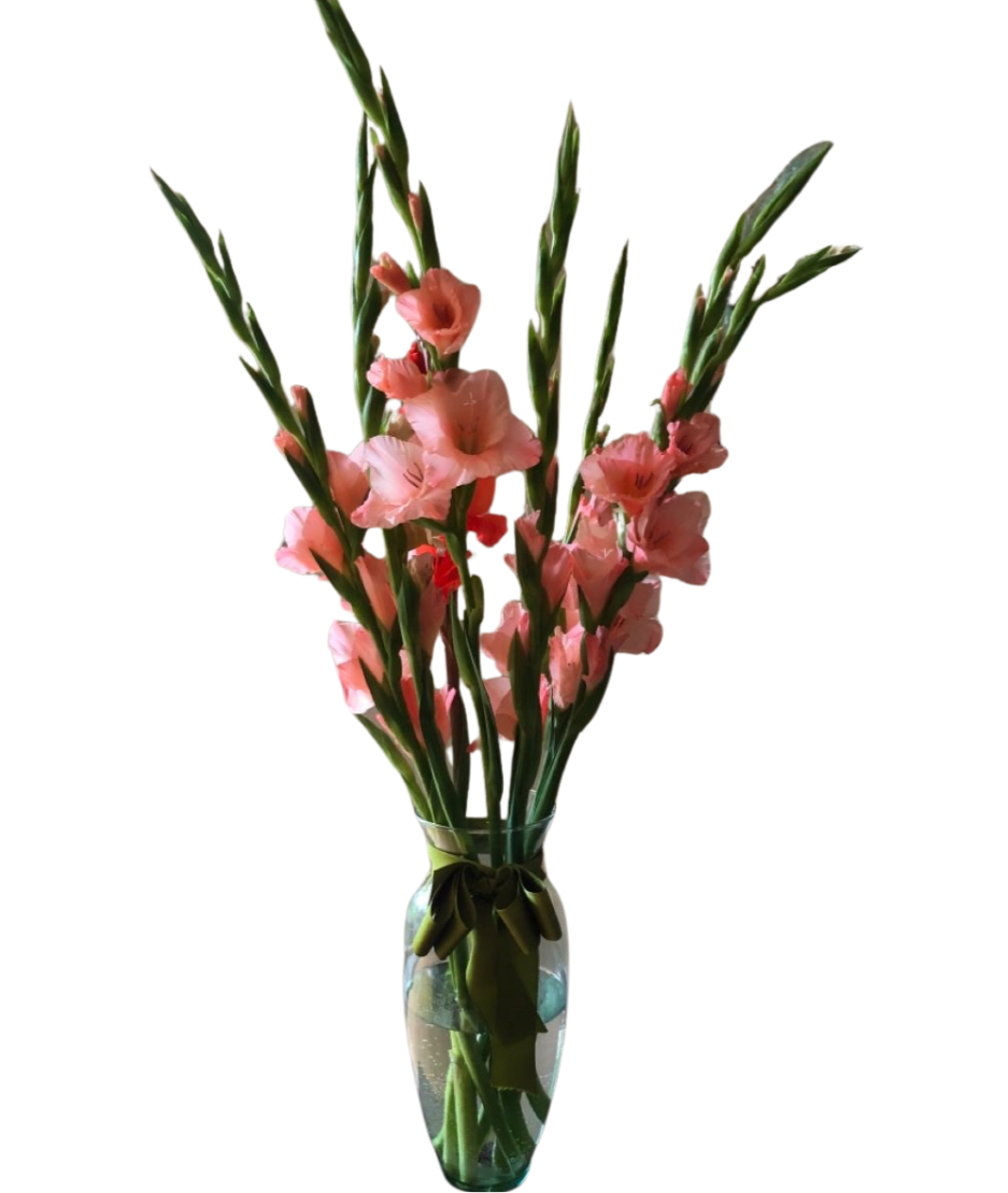 Gladiolus