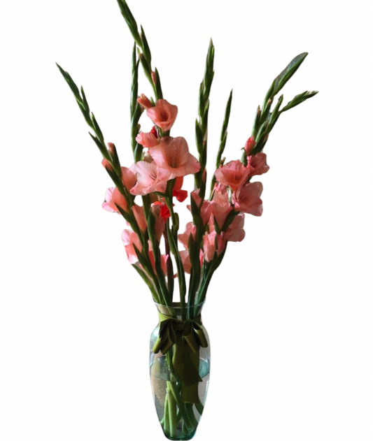 Gladiolus