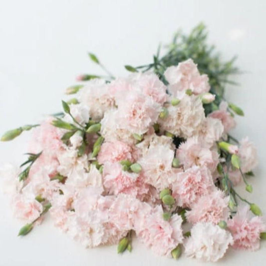 Carnations