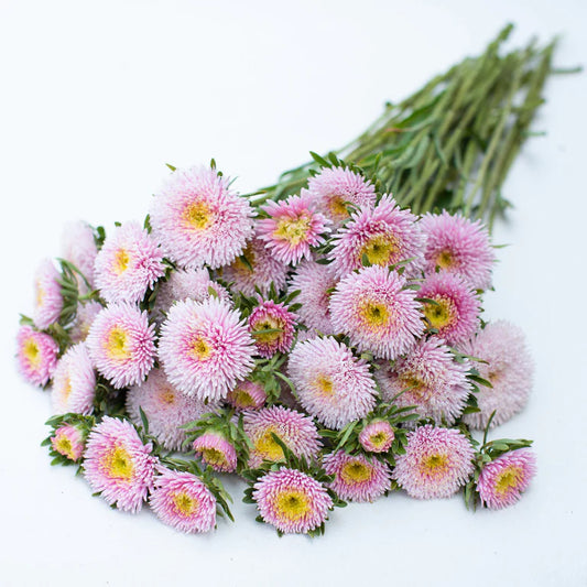 Asters