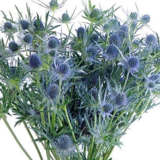 Sea Holly / Eryngium