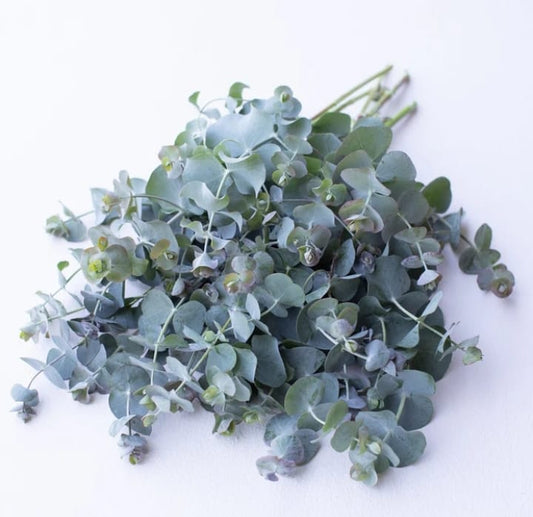 Eucalyptus / Penny gum