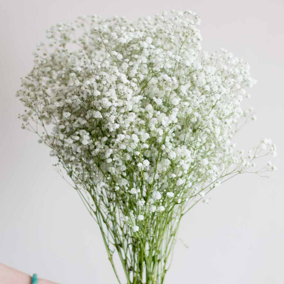 Gypsophila