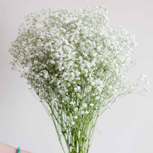 Gypsophila