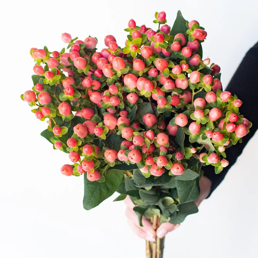 Hypericum