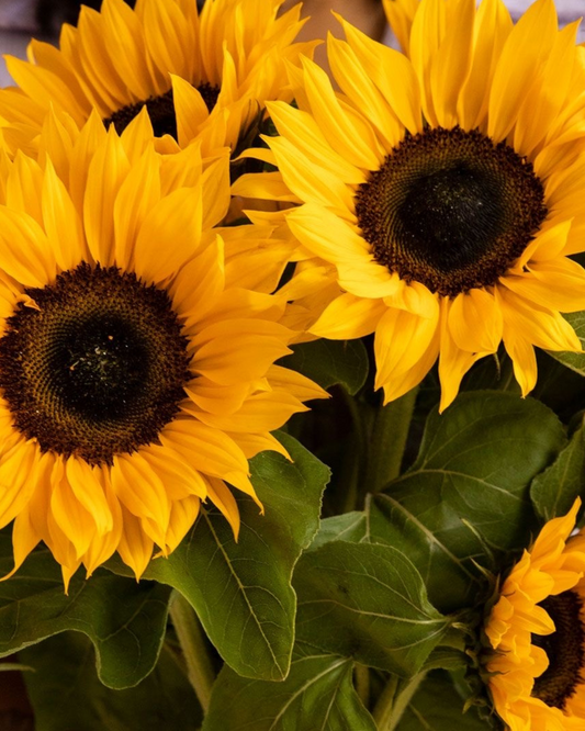 Sunflowers