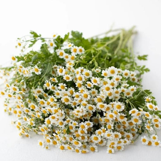 Matricaria Daisy