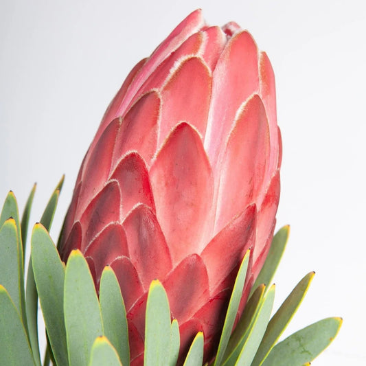 Protea