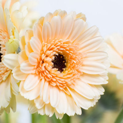 Gerberas