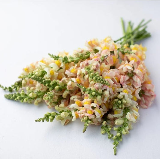 Snapdragon