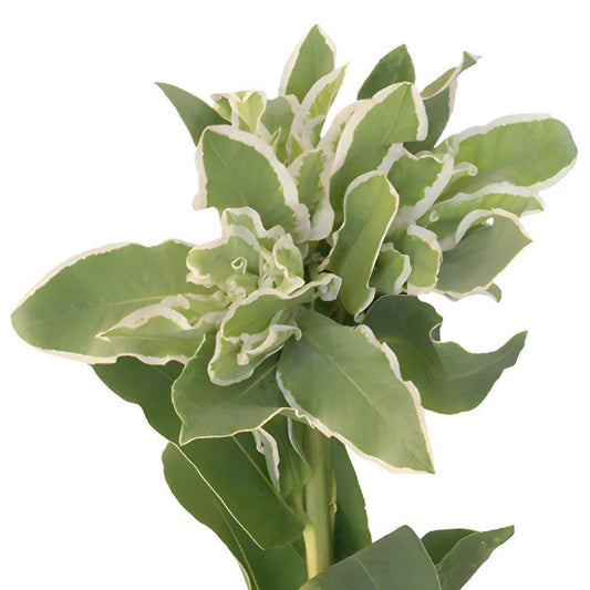 Snow on the mountain