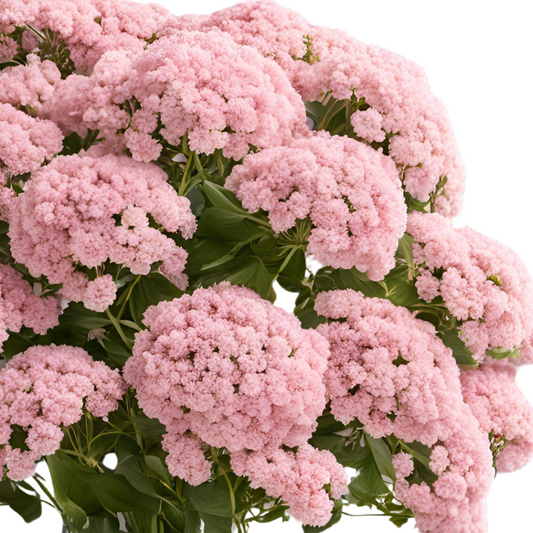 Hydrangea