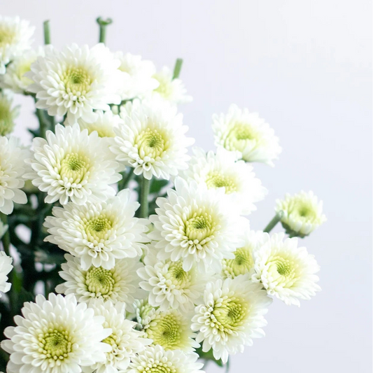 Chrysanthemum / Sprays