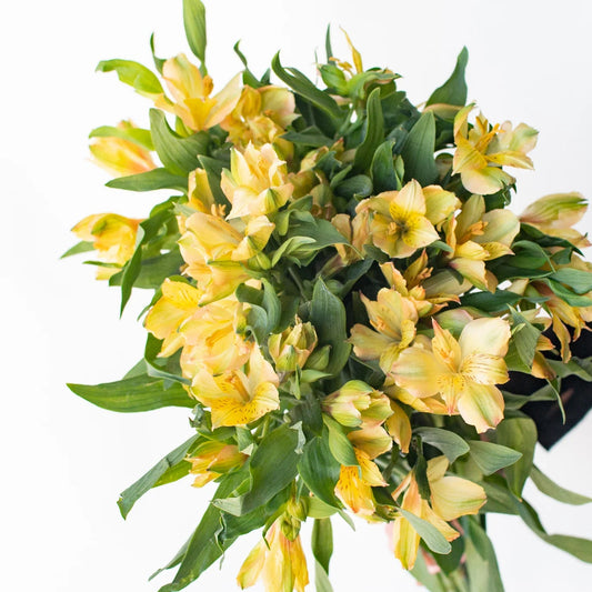 Alstroemeria